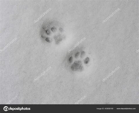 Cat Paw Prints In Snow