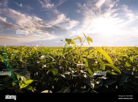 Open soybean field at sunset.Soybean field Stock Photo - Alamy