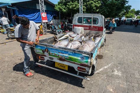 Fresh Fish Tuna For Sale At Fish Market In Male Maldives Editorial