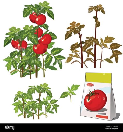 Set Of Stages Of Life Of A Agricultural Plant Red Tomato Isolated On