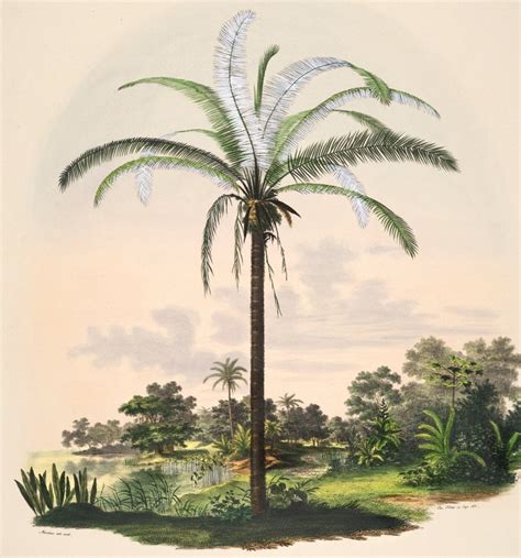 Set Of 2 Art Prints Vintage Palm Tree Prints Palm Tree Etsy Australia