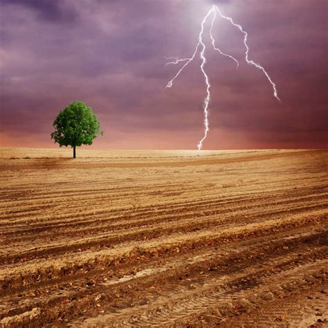 Lone Tree And Lightning Wall Art | Photography