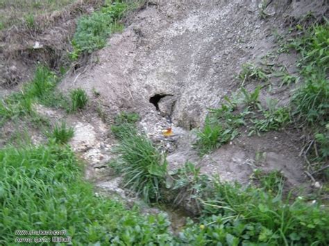 Шукач | Святой источник "Криница"