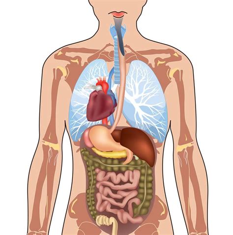 Organos Del Cuerpo Humano Mujer Lado Izquierdo O Derecho Infoupdate Org