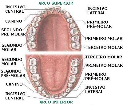 Clínica Odontologia Modelo: 5 tipos de dentes