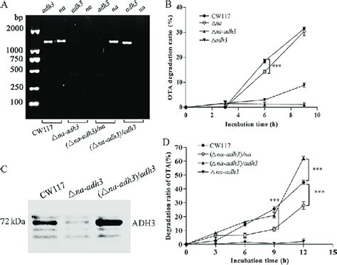 Ota Degradation Activity On Wild Type Mutants And Complementary