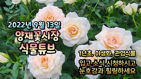 양재꽃시장 식물튜브 가을 입고 식물들 아이쇼핑하시듯 시청하시면서 힐링 하시길 바래요~~ 양재꽃시장 식물튜브 월동 관엽