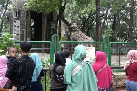 Taman Margasatwa Ragunan Pilihan Favorit Saat Libur Natal Antara News