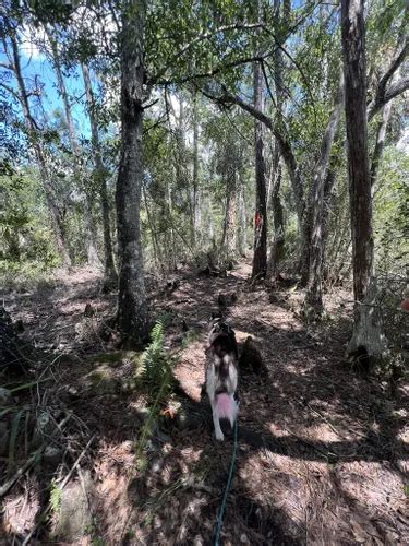 Best Hikes and Trails in Babcock Ranch Nature Preserve | AllTrails