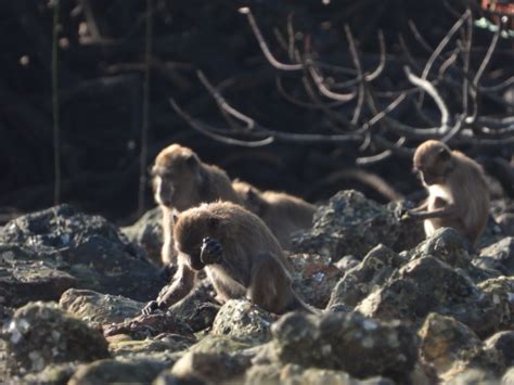 Long Tailed Macaque Image Eurekalert Science News Releases