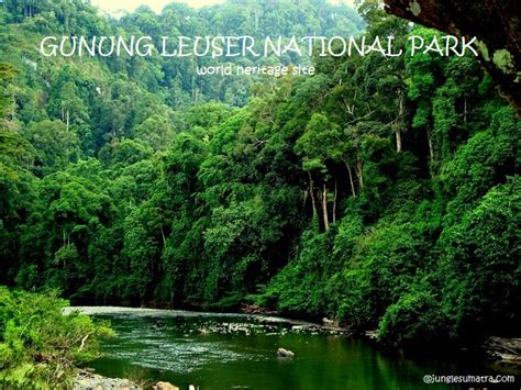 Jungle Sumatra - Gunung Leuser National Park