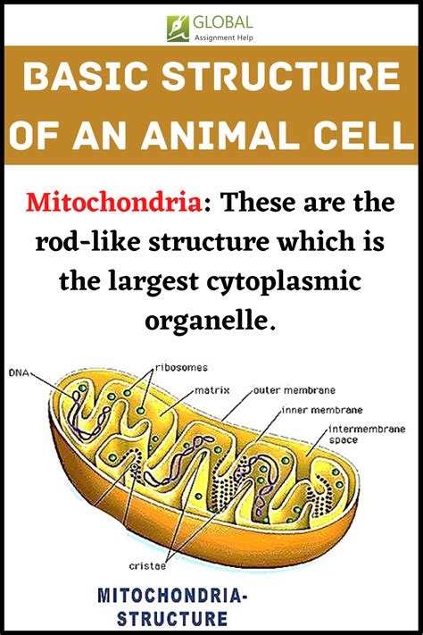 Plant cell vs animal cell – Artofit