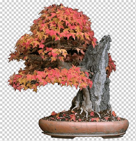 Acer buergerianum arce japonés arce rojo árbol bonsai bonsai arce