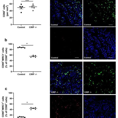 Cold Inducible Rna Binding Protein Cirp Knockout Affects Macrophage