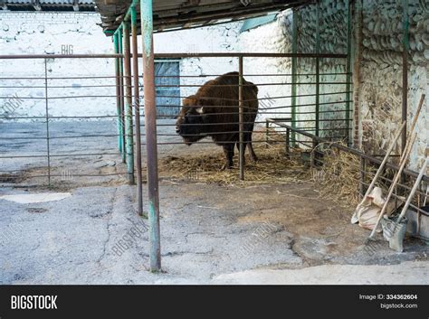 Adult Male Yak Zoo. Image & Photo (Free Trial) | Bigstock