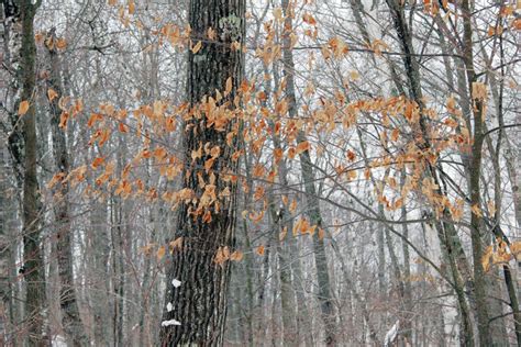 Northland Nature Some Trees In The Woods Still Have Leaves Duluth