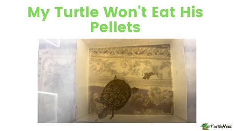 My Turtle Won't Eat His Pellets: What to do? - TurtleHolic