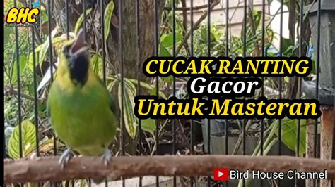 Suara Cucak Ranting Gacor Cucak Rante Lepas Trotol Gacor Youtube