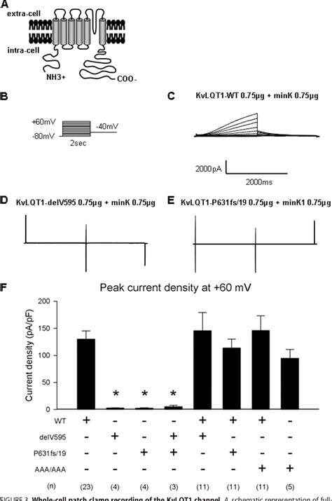 Figure From Novel Mechanisms Of Trafficking Defect Caused By Kcnq