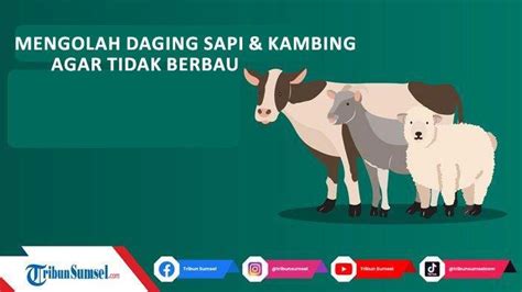 Cara Agar Daging Sapi Dan Kambing Empuk Serta Tidak Bau Amis Lakukan