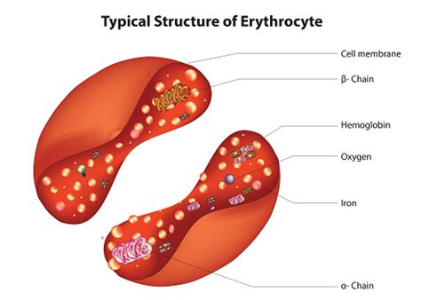 Red Blood Cell Stock Illustration - Download Image Now - Anatomy, Artery, Atom - iStock