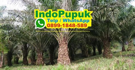 Pupuk Terbaik Untuk Tanaman Kelapa Sawit Jenis Pupuk Kelapa Sawit