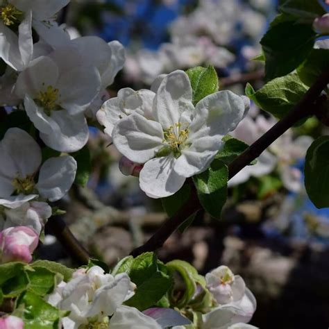 Herbstapfel Gravensteiner Malus Gravensteiner