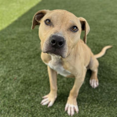 GCACE Pets Seeking Rescue | Gastonia NC