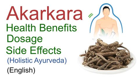 Akarkara Health Benefits Dosage How To Use Dr Shamoon Ayurveda