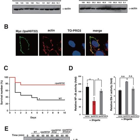 Ipah Inhibits Shigella Induced Nf K B Activation A Hela Cells