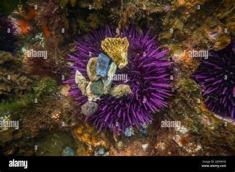 Purple Sea Urchin Strongylocentrotus Purpuratus Attached Shells And