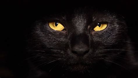 The Black Cat and The Halloween - Petculiars