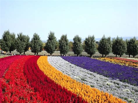 2024 Flower Viewing Calendar for Furano Area