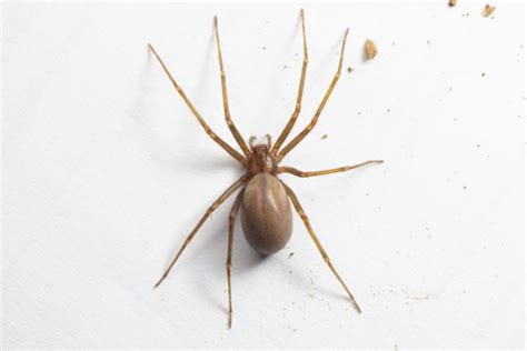 Brown Recluse Elimination Service In Your Area Get Brown Recluse Elimination