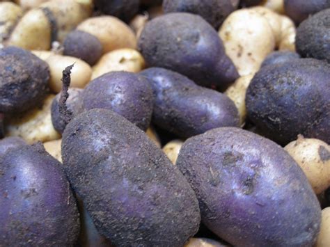 Red Bucket Farm: Blue Potatoes