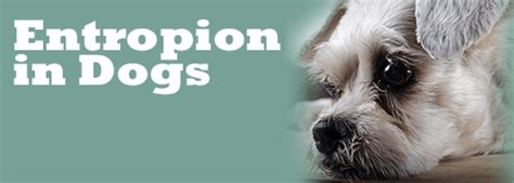 Entropion in Dogs is a major discomfort! What Can I do about it? [Solved]