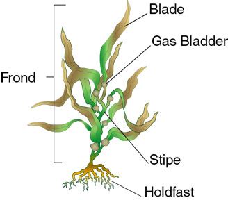 Algae - Protista