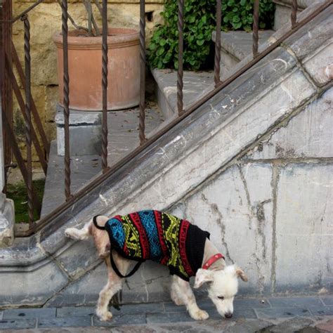 C Mo Evitar Que Los Perros Orinen En La Puerta De Mi Casa Microscopio Pro