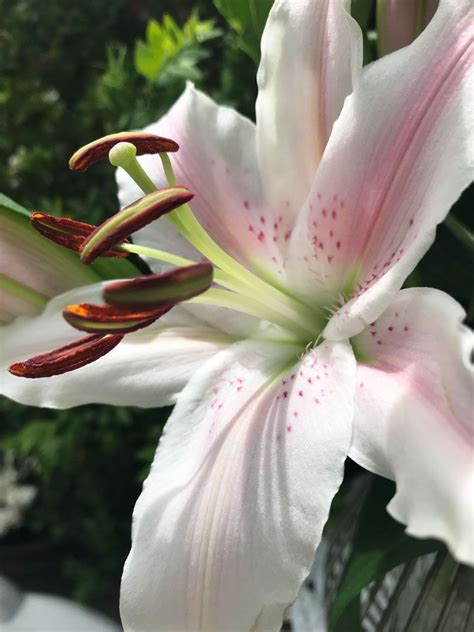 Lilien Bezaubern Lilien Fotografie Blumen Beste Blumen