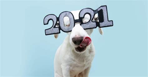 If Your Dog Made Your New Year's Resolutions... - The Dogington Post