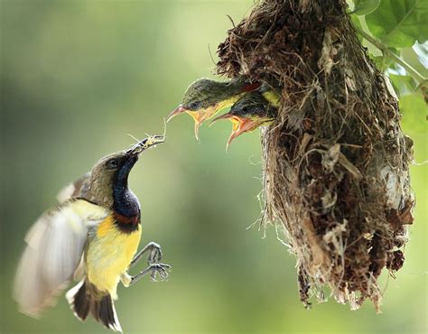 Hummingbird nests – Things you need to Know