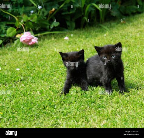 Two Black Kittens with Green Eyes on a Lawn Stock Photo - Alamy