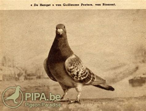 The History Of Pigeon Racing In Belgium Peeters Guillaume Biomont