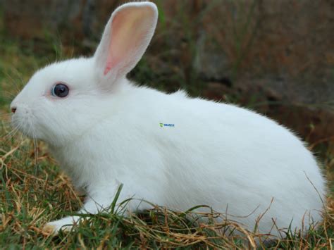 Exploring the World of 10 of the Cutest White Rabbit Breeds | 2024