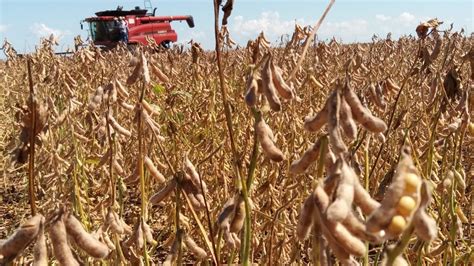 Sopesp Colheita de soja no Brasil chega a 36 da área plantada diz