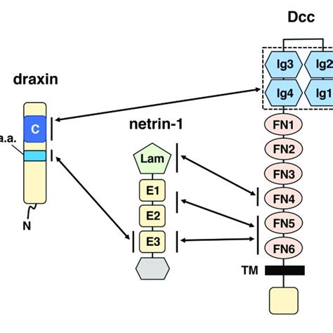 Schematic Drawings Of Draxin And Its Interacting Proteins Netrin 1