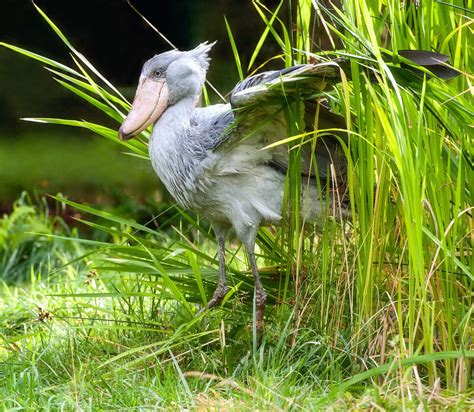 Fotografía Der Schuhschnabel Por Metamix En 500px Shoebill Stork