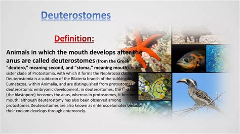 Protostomes And Deuterostomes Ppt