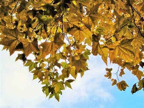 Plane Tree In Autumn Free Stock Photo - Public Domain Pictures