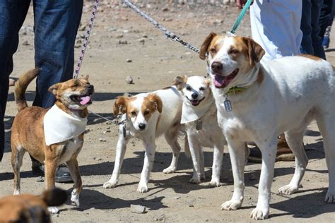 Cómo sacar un acta de nacimiento para mascotas 3 pasos para tramitar